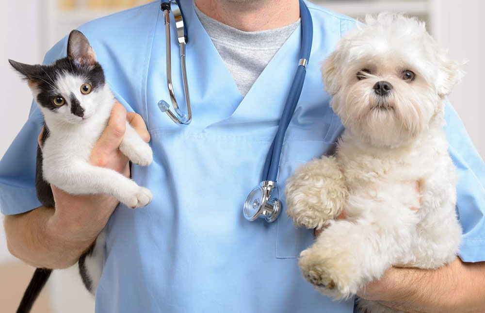 Puppy and Kitten Care | Veterinarian in Hollywood, CA | Hollywood Cat and  Dog Hospital